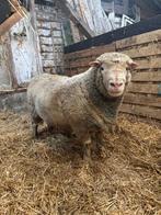 Ed Poll Dorset, Dieren en Toebehoren, Schapen, Geiten en Varkens, Mannelijk, Schaap, 6 jaar of ouder