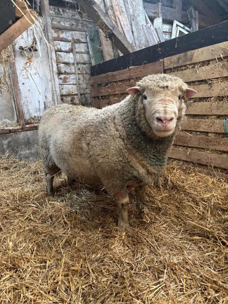 Ed Poll Dorset, Dieren en Toebehoren, Schapen, Geiten en Varkens, Schaap, Mannelijk, 6 jaar of ouder