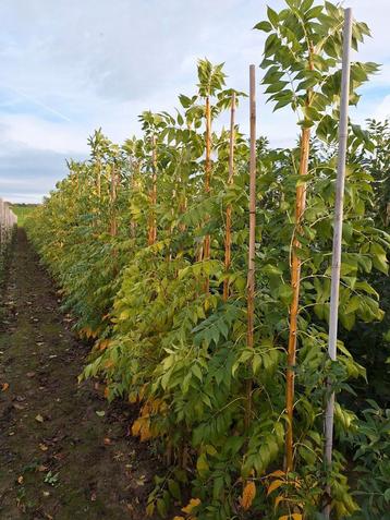 Fraxinus Excelsior Jaspidea of Goudes 🌳🌼 beschikbaar voor biedingen