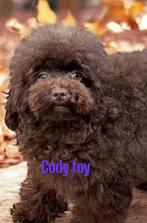 Toy poedel dekreu echte donkere choco cody met fci stamboom, Dieren en Toebehoren, Particulier, Rabiës (hondsdolheid), Reu, 1 tot 2 jaar