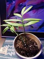 Monstera Subpinata, Huis en Inrichting, Kamerplanten, Ophalen of Verzenden, Halfschaduw, Minder dan 100 cm