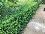 Taxus Haag te Koop, Tuin en Terras, Ophalen, Taxus, Haag, Minder dan 100 cm