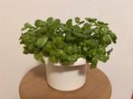 Vetplant, Overige soorten, In pot, Minder dan 100 cm, Groene kamerplant