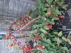 Malus sierappel, Ophalen, Overige soorten, Volle zon