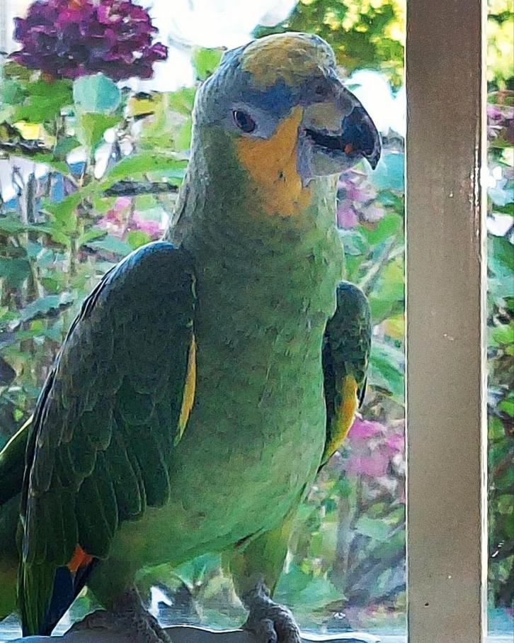 Huislijke ervaren Vogel oppas aangeboden, Dieren en Toebehoren, Vogels | Parkieten en Papegaaien, Papegaai, Meerdere dieren