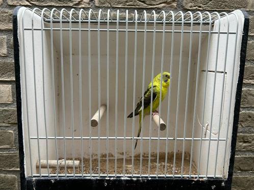 Mooi koppeltje grasparkieten in split BW x BW, Dieren en Toebehoren, Vogels | Parkieten en Papegaaien, Parkiet, Meerdere dieren