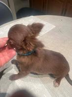 Chihuahua-pups mooi mini raszuiver zeer mooi kleintje, 8 tot 15 weken, Parvo, Meerdere, Meerdere dieren