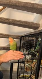 Dweergpapegaaien, Geslacht onbekend, Papegaai