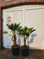 AANBIEDING: TRACHYCARPUS WAGNERIANUS ( WAGNERPALM ), In pot, Halfschaduw, Ophalen of Verzenden, 100 tot 250 cm
