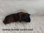 Jonge gladhaar cavia.s. meerdere kleurtjes., Dieren en Toebehoren, Knaagdieren, September, Mannelijk, Cavia
