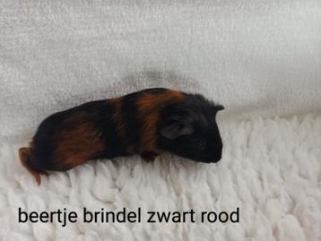 Jonge gladhaar cavia.s. meerdere kleurtjes.  beschikbaar voor biedingen