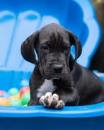 Duitse Dog Pups met stamboom, Dieren en Toebehoren, Honden | Bulldogs, Pinschers en Molossers, Rabiës (hondsdolheid), Meerdere