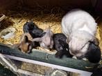 6 jonge dwerghangoren te koop moeder Sallander zeer mooi ., Dieren en Toebehoren, Konijnen, Meerdere dieren, Groot