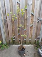 Magnolia Yellow Lantern, In pot, Lente, Overige soorten, Volle zon