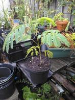 Albizia julibrissin, Tuin en Terras, Planten | Bomen, Ophalen of Verzenden, Herfst, Volle zon, Overige soorten