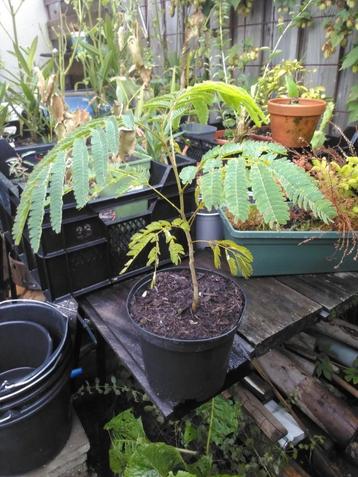Albizia julibrissin beschikbaar voor biedingen
