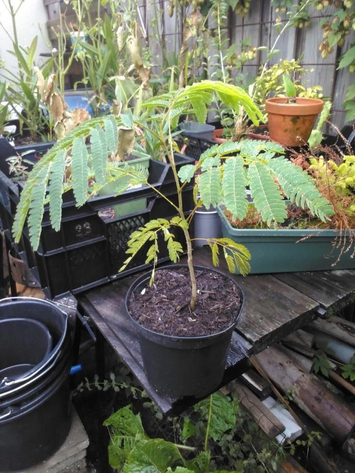 Albizia julibrissin, Tuin en Terras, Planten | Bomen, Overige soorten, Volle zon, Herfst, Ophalen of Verzenden