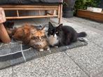 2 lieve schitterende siberische katten te koop met stamboom, Meerdere dieren, Gechipt, 3 tot 5 jaar