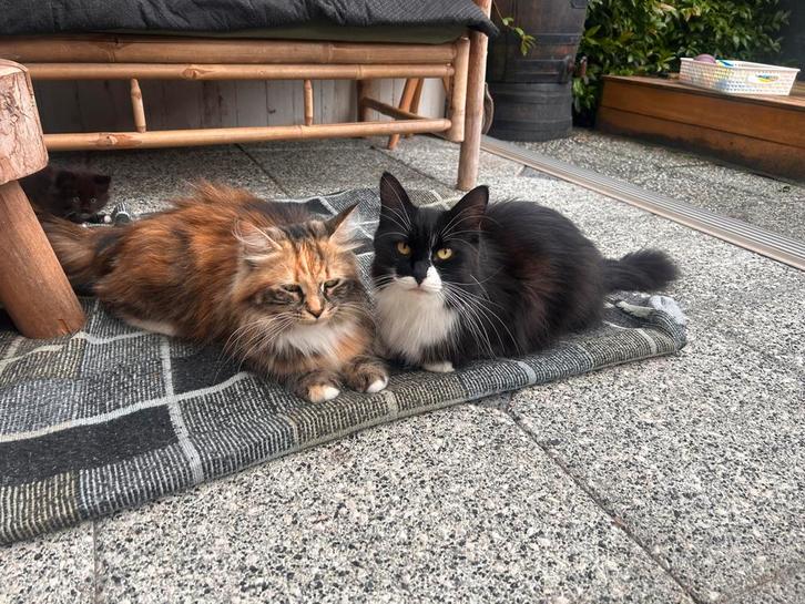 2 lieve schitterende siberische katten te koop met stamboom, Dieren en Toebehoren, Katten en Kittens | Raskatten | Langhaar, Meerdere dieren