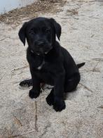 Grote zwitserse sennenhond x labrador pups, Dieren en Toebehoren, Labrador retriever, Meerdere dieren, Eén hond, Nederland