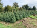Kerstbomen kerstdennen omorica omorika, Overige soorten, Minder dan 100 cm, Zomer, Ophalen