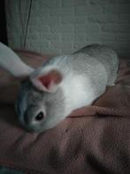 Een goede, vrolijke jongen, Dieren en Toebehoren, Meerdere dieren