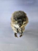 Taxidermie Muskusrat - Geprepareerd, Ophalen of Verzenden