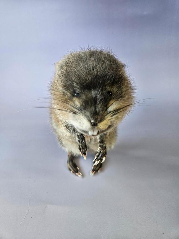 Taxidermie Muskusrat - Geprepareerd, Antiek en Kunst, Curiosa en Brocante, Ophalen of Verzenden