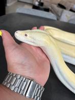 Tijgerpython ivory 1.0, Dieren en Toebehoren, Reptielen en Amfibieën, Slang, Met terrarium, 3 tot 6 jaar