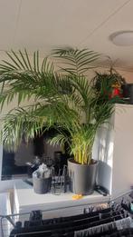 Goudpalm / Areca palm - Wordt te groot, Ophalen, 100 tot 150 cm, Palm, Halfschaduw