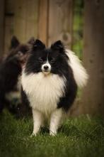 Dekreu goed getest ! Pomeriaan / pomeranian (niet tekoop), Dieren en Toebehoren, Honden | Poolhonden, Keeshonden en Oertypen, Reu