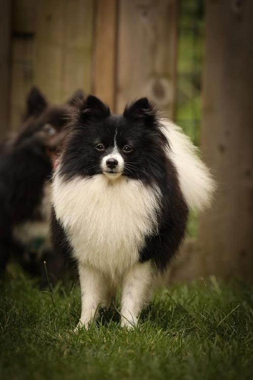 Dekreu goed getest ! Pomeriaan / pomeranian (niet tekoop), Dieren en Toebehoren, Honden | Poolhonden, Keeshonden en Oertypen, Reu