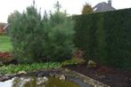 Te koop: Dennenboom    Pinus Pinaster   (zeeden), Tuin en Terras, Planten | Bomen, Bloeit niet, Overige soorten, 250 tot 400 cm