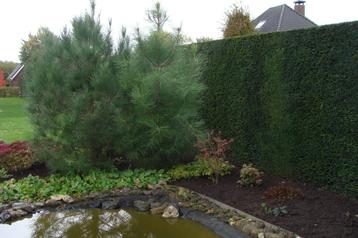 Te koop: Dennenboom    Pinus Pinaster   (zeeden) beschikbaar voor biedingen