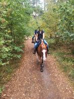 Super brave Quarter Ruin te koop, Dieren en Toebehoren, Paarden, Minder dan 160 cm, Ruin, Westernpaard, Ontwormd