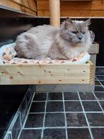 Mooie lieve Ragdoll kater ter overname aangeboden, Dieren en Toebehoren, Katten en Kittens | Raskatten | Langhaar, Kater, Gechipt