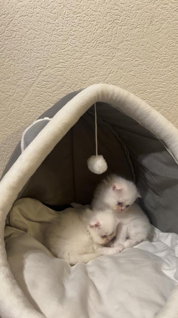 2 britse langhaar kittens, Dieren en Toebehoren, Katten en Kittens | Raskatten | Korthaar, Meerdere dieren