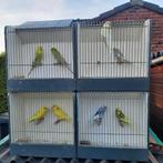grasparkieten, Meerdere dieren, Parkiet