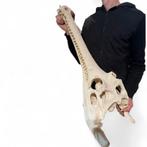 Replica Gaviaal Replica - Wereldrecord! PREPARATENSHOP ACTIE, Ophalen of Verzenden, Schedel