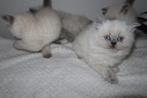 Britse korthaar kittens, Meerdere dieren, Ontwormd