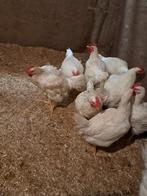 Te koop  mooi  vleeskipen, Dieren en Toebehoren, Pluimvee