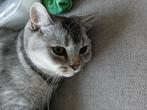 Blue shaded silver britse korthaar kitten, Dieren en Toebehoren, Kater, Kortharig, 0 tot 2 jaar