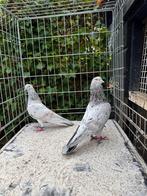 Perzische Hoogvliegers Soror (uniek ras), Meerdere dieren