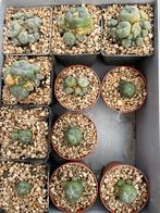 Peyote, Mescaline, Cactus, Lophophora, Stek, Stekje, Huis en Inrichting, Kamerplanten, Cactus, Minder dan 100 cm, Halfschaduw