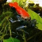 Ranitomeya reticulata, Dieren en Toebehoren, Amfibie, 0 tot 2 jaar