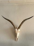 Gewei en schedel  spring-bok, Verzamelen, Dierenverzamelingen, Ophalen of Verzenden, Gebruikt, Wild dier, Gewei of Kop