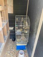 3 Gezonde Parkieten te Koop, Dieren en Toebehoren, Vogels | Hokken en Kooien, Ophalen of Verzenden, Gebruikt, Metaal, Vogelkooi