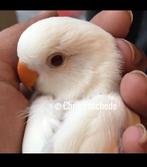 Mega tamme witte agapornis dwergpapegaai baby lovebird, Dieren en Toebehoren, Vogels | Parkieten en Papegaaien, Geslacht onbekend