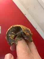 Crested gecko female frog but, Dieren en Toebehoren, Hagedis, 3 tot 6 jaar