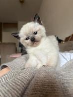 Mix siamees kittens tekoop, Meerdere dieren, Ontwormd, 0 tot 2 jaar